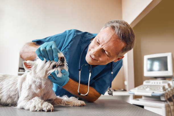 Best Emergency Treatment for Dental Infections or Abscesses in Charleston, MO